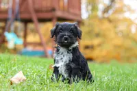 Jude, a male Miniature Schnauzer for sale in Fresno, OH – 7 of 7