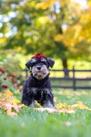 Eva, a female Miniature Schnauzer for sale in Fresno, OH – 4 of 9