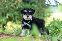 Jack, a male Miniature Schnauzer for sale in Fresno, OH – 2 of 8