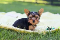 Mason, a male Yorkshire Terrier for sale in Fresno, OH – 7 of 10