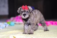 Josie, a female Miniature Schnauzer for sale in Fresno, OH – 4 of 10