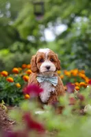 Lane, a male Cavapoo for sale in Fresno, OH – 7 of 10