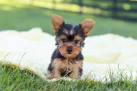 Macy, a female Yorkshire Terrier for sale in Fresno, OH – 4 of 9