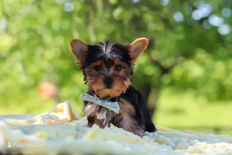 Drake – Yorkshire Terrier puppy for sale in Fresno, OH