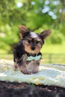 Ollie, a male Yorkshire Terrier for sale in Fresno, OH – 2 of 10