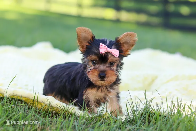 Macy – Yorkshire Terrier puppy for sale in Fresno, OH
