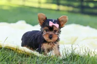 Macy, a female Yorkshire Terrier for sale in Fresno, OH – 1 of 9