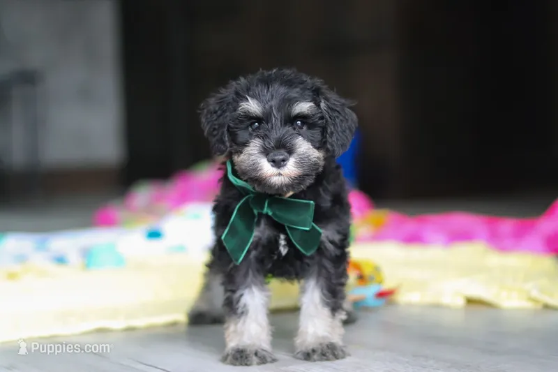 Percy – Miniature Schnauzer puppy for sale in Fresno, OH