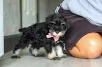 Daisy, a female Miniature Schnauzer for sale in Fresno, OH – 4 of 10