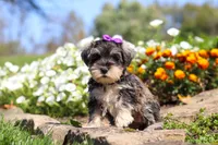 Kelly, a female Miniature Schnauzer for sale in Fresno, OH – 5 of 8