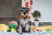 Nolan, a male Miniature Schnauzer for sale in Fresno, OH – 3 of 8