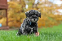 Leo, a male Miniature Schnauzer for sale in Fresno, OH – 4 of 8
