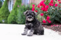 Callie, a female Miniature Schnauzer for sale in Fresno, OH – 5 of 6