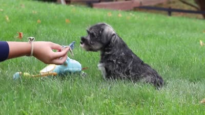 Leo, a male Miniature Schnauzer for sale in Fresno, OH – 8 of 8