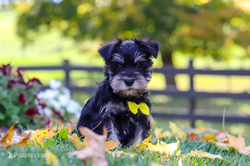 Kevin – Miniature Schnauzer puppy for sale in Fresno, OH