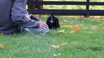 Gracie, a female Miniature Schnauzer for sale in Fresno, OH – 7 of 7