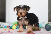 Malcolm, a male Yorkshire Terrier for sale in Fresno, OH – Photo 3 of 4