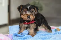 Malcolm, a male Yorkshire Terrier for sale in Fresno, OH – Photo 2 of 5