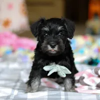 Chance , a male Miniature Schnauzer for sale in Fresno, OH – Photo 3 of 5