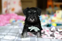 Chance , a male Miniature Schnauzer for sale in Fresno, OH – Photo 3 of 5