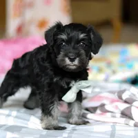 Chance , a male Miniature Schnauzer for sale in Fresno, OH – Photo 4 of 5