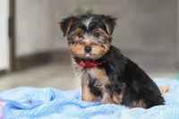 Malcolm, a male Yorkshire Terrier for sale in Fresno, OH – Photo 5 of 5