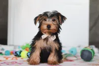 Malcolm, a male Yorkshire Terrier for sale in Fresno, OH – Photo 2 of 4