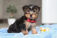 Malcolm, a male Yorkshire Terrier for sale in Fresno, OH – Photo 1 of 5