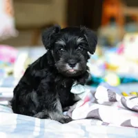 Chance , a male Miniature Schnauzer for sale in Fresno, OH – Photo 2 of 5