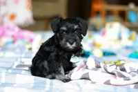 Chance , a male Miniature Schnauzer for sale in Fresno, OH – Photo 2 of 5