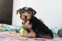 Malcolm, a male Yorkshire Terrier for sale in Fresno, OH – Photo 4 of 4