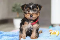 Malcolm, a male Yorkshire Terrier for sale in Fresno, OH – Photo 4 of 5