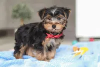Malcolm, a male Yorkshire Terrier for sale in Fresno, OH – Photo 3 of 5