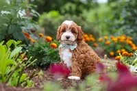 Lane, a male Cavapoo for sale in Fresno, OH – 1 of 10