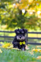 Kevin, a male Miniature Schnauzer for sale in Fresno, OH – 4 of 6