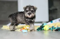Clementine, a female Miniature Schnauzer for sale in Fresno, OH – 4 of 10