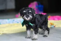 Percy, a male Miniature Schnauzer for sale in Fresno, OH – 4 of 10