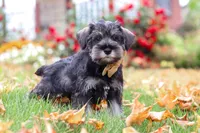Everest, a male Miniature Schnauzer for sale in Fresno, OH – 4 of 7