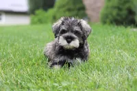 Charlie, a male Miniature Schnauzer for sale in Fresno, OH – 5 of 10