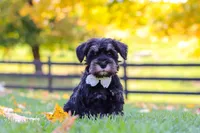 Johnny, a male Miniature Schnauzer for sale in Fresno, OH – 4 of 7