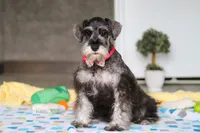 Layla, a female Miniature Schnauzer for sale in Fresno, OH – 4 of 6