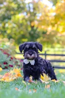 Johnny, a male Miniature Schnauzer for sale in Fresno, OH – 6 of 7