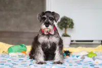 Layla, a female Miniature Schnauzer for sale in Fresno, OH – 5 of 6