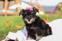 Lila, a female Miniature Schnauzer for sale in Fresno, OH – Photo 4 of 6