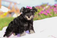 Lila, a female Miniature Schnauzer for sale in Fresno, OH – Photo 6 of 6