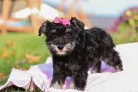 Lila, a female Miniature Schnauzer for sale in Fresno, OH – Photo 3 of 6