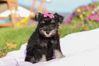 Lila, a female Miniature Schnauzer for sale in Fresno, OH – Photo 5 of 6