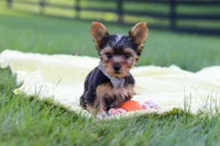 Mason, a male Yorkshire Terrier for sale in Fresno, OH – 4 of 10