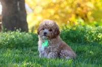 Theo, a male Yorkipoo for sale in Fresno, OH – 2 of 5
