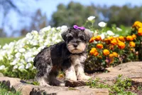 Kelly, a female Miniature Schnauzer for sale in Fresno, OH – 4 of 8
